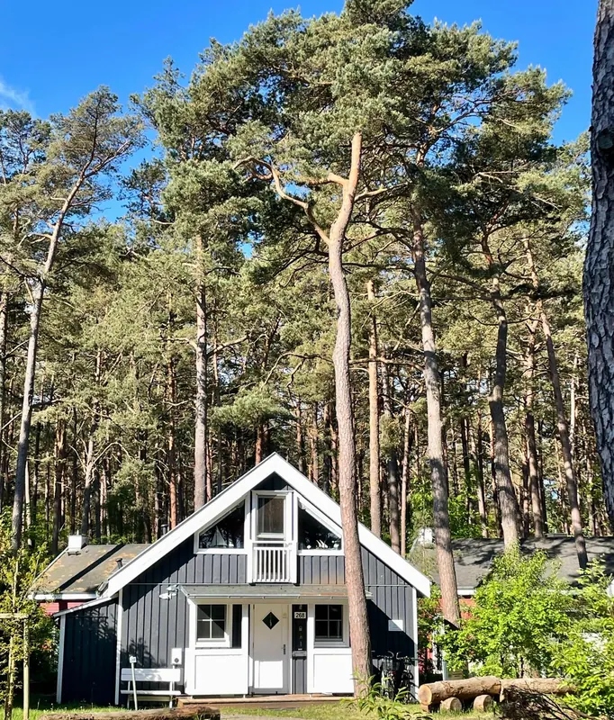 Das dunkelblaue Holzhaus mit weißen Fenstern im sonnigen Kiefernwald