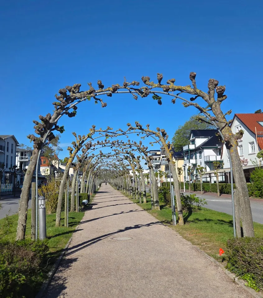 Die Strandstraße in Baabe mit Bogengang aus Linden im Frühling